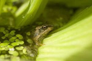Images Dated 11th July 2009: Young Common Frog. UK