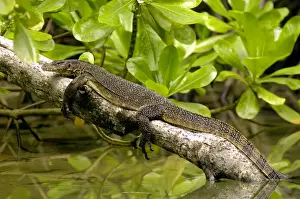 Monitors Prints: A young Common Monitor Lizard rests (sunbathing in order to raise the body-temperature) on a tree-trunk