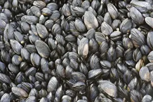 Mussel Prints: Young Common Mussel exposed at low tide - Brough Head - Orkney Mainland IN000925