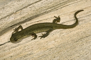 Images Dated 26th June 2005: Young Common / Smooth Newt - Shows characteristic Amphibian walking gait UK garden