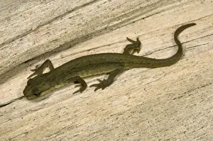 Newt Prints: Young Common / Smooth Newt - Shows characteristic Amphibian walking gait UK garden