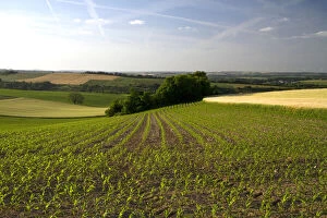 Young corn crop grows west of Angouleme