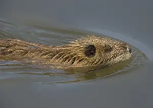 Introduced Prints: Young Coypu - swimming