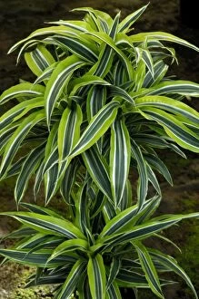 Images Dated 4th August 2006: A young Dracaena plant - a nursery cultivar development of an endemic species Ayala Nursery -