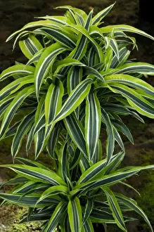 Shrub Prints: A young Dracaena plant - a nursery cultivar development of an endemic species Ayala Nursery - the largest in Gran