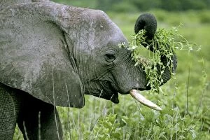 Young Elephant - Playing with food