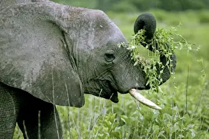 Ruaha Prints: Young Elephant - Playing with food - Ruaha National Park - Tanzania - Africa