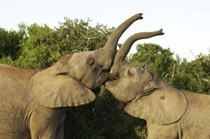 Young Elephants Sparing