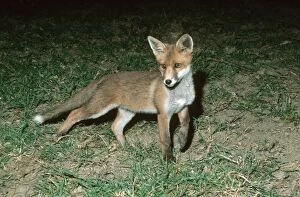 Images Dated 14th February 2008: Young European fox - Cotswolds, UK