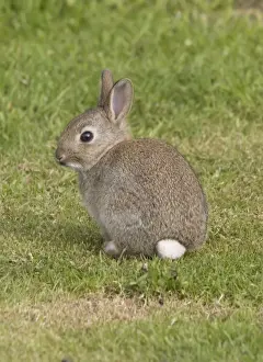 Cuniculus Prints: Young European rabbit in sand dunes North Berwick, Scotland