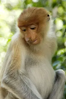 Young female Proboscis monkey (called Adi by sanctuary keepers), wild but relatively tame, came with its pack to feed at Labuk Bay Proboscis Monkey Sanctuary from rainforest; typical in Labuk Bay, Sabah, Borneo, Malaysia; June Ma39. 3013