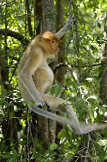 Young female Proboscis monkey (called Adi by sanctuary keepers), wild but relatively tame, came with its pack to feed at Labuk Bay Proboscis Monkey Sanctuary from rainforest and hangs around, waiting for fruits to be brought; typical in Labuk Bay