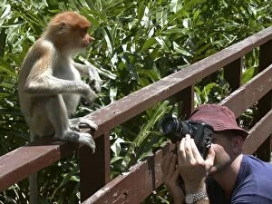 Young female Proboscis monkey - wild but relatively