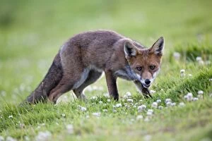 Images Dated 19th July 2009: Young Fox - Cornwall - UK
