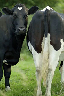 Bottom Gallery: one young Frisian cow faces viewer alongside rear end of another in green pasture