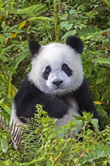 Young Giant Panda looking cute and fluffy