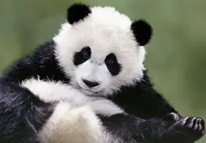 Panda Prints: Young Giant Panda - Wolong Nature Reserve - Qionglai Mountains - China 4MA766P