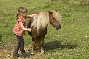 Young girl grooming Shetland Pony
