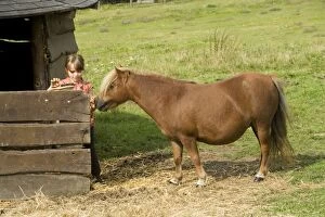 Young girl grooming Shetland Pony by stable