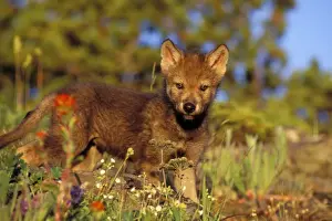Gray Wolves Prints: Young Gray Wolf pup among wildflowers. Western U. S. summer