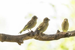 Chloris Chloris Gallery: three young greenfinch birds on a branch Date: 05-07-2021