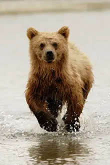 Bears Prints: Young Grizzly bear running in water, McNeil River, Alaska, USA