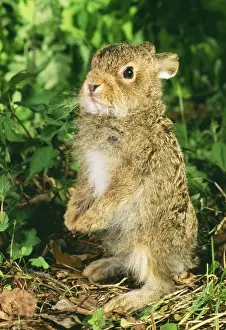 Young Hare / Leveret Anz 545 Ural Mountains, Siberia, Russia. © Andrey Zvoznikov / ARDEA LONDON