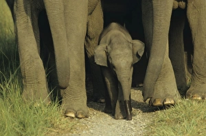 Images Dated 18th July 2006: Young one of Indian / Asian Elephant in the herd. Corbett National Park, India