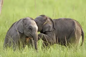 Corbett Np Prints: Young Indian / Asian Elephant playing Corbett National Park, Uttaranchal, India