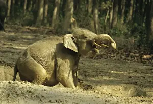Young Indian / Asian Elephant playing in the rain filled waterhole. Corbett National Park, India