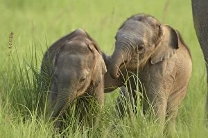 Images Dated 17th May 2007: Young Indian / Asian Elephants - playing Corbett National Park, Uttaranchal, India
