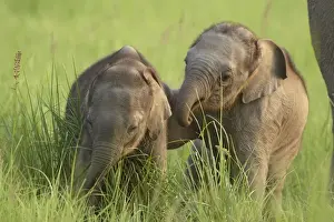 Corbett Np Prints: Young Indian / Asian Elephants - playing Corbett National Park, Uttaranchal, India