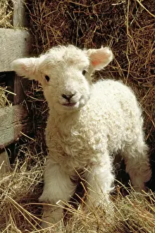 Barns Prints: Young lamb in straw