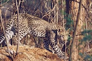 Young Leopard in the bush
