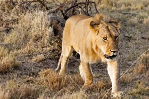 Young Lion (Panthera leo), Maasai Mara National