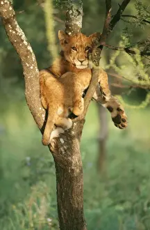 Young Lion - in tree - Serengeti National Park, Tanzania, Africa