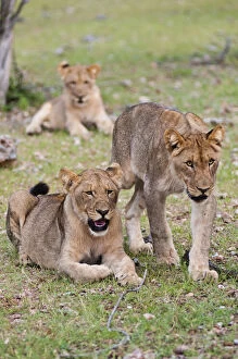 Young Lions (Panthera leo), Namibia