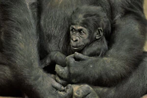 Baby Animals Collection: Young Lowland Gorilla 3MP102B