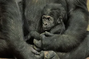Holding Collection: Young Lowland Gorilla 3MP102B