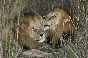 Two young male adult lions bonding showing