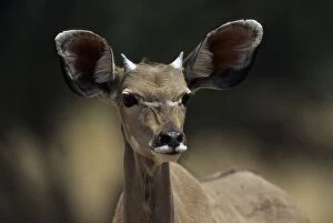 Young male Greater KUDU
