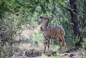 Young male nyala - browsing foliage in shade of tree. Endemic to lowveld of Southern Savanna, inhabiting densely wooded habitat near water. Mixed feeder, eating leaves, pods, fruits, herbs and grass