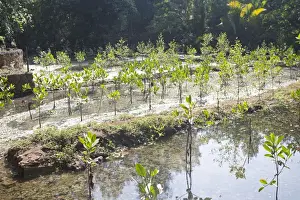 Mangrove Prints: Young Mangroves planted for purifying water Haller Park Mombasa Kenya