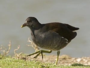 Young moorhen by water