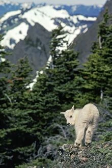 Images Dated 9th September 2004: Young Mountain Goat kid surveys his mountainous home. Western U.S. June. Mg156