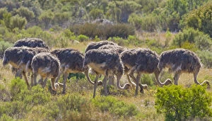 Australis Gallery: Young ostriches at Bushman's Kloof in Western