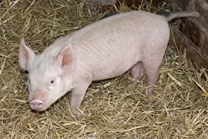 Sties Prints: Young Pig on straw bedding - UK