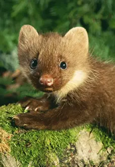 Russian Prints: Young Pine Marten ANZ 546 On forest floor