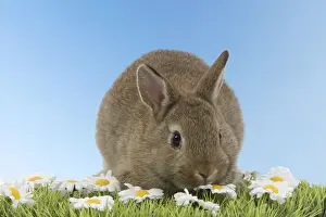 Young Rabbit - on grass with daisies Digital Manipulation: blue sky background