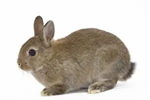 Young Rabbit - in studio